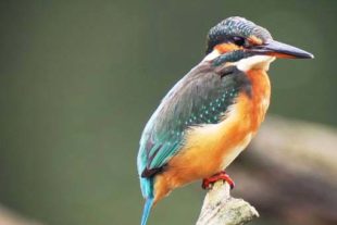 2020-2-28-NO-Jürgen Bergmann- Eisvogel Abenteuer Natur image001
