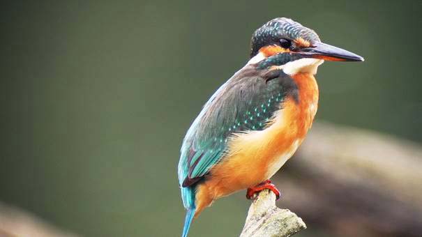 2020-2-28-NO-Jürgen Bergmann- Eisvogel Abenteuer Natur image001