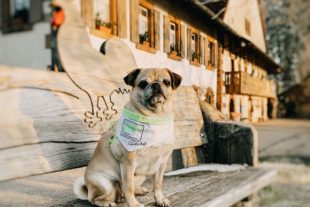 2020-2-7-Mittleren Schwarzwald-2020_02_05_Mops-Dame Schwarzwald-Emma