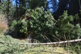 2020-3-2-NO-hv-Sturmschäden-DSC_0527