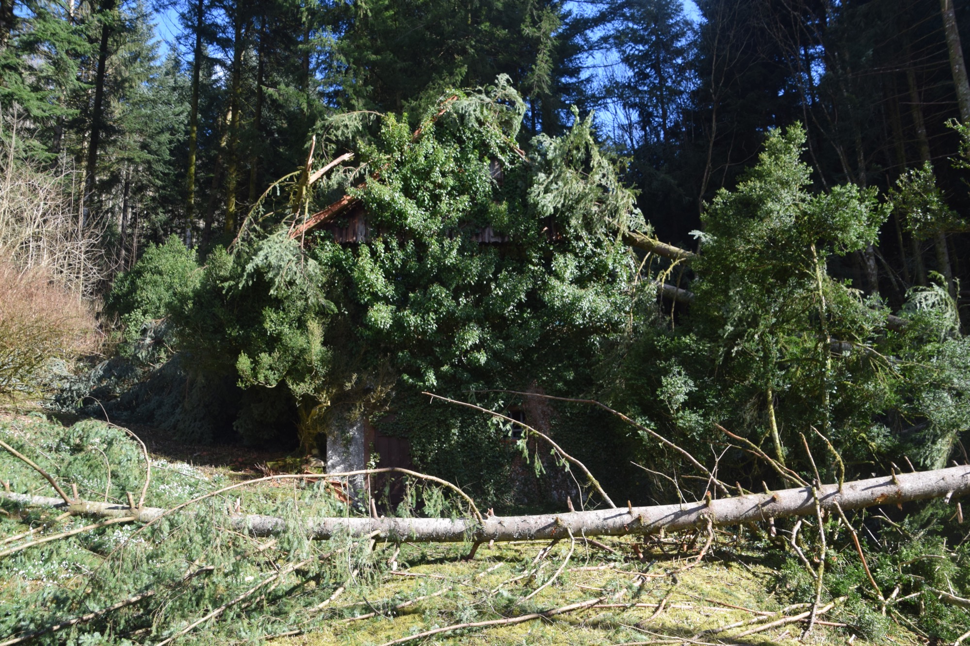 2020-3-2-NO-hv-Sturmschäden-DSC_0527
