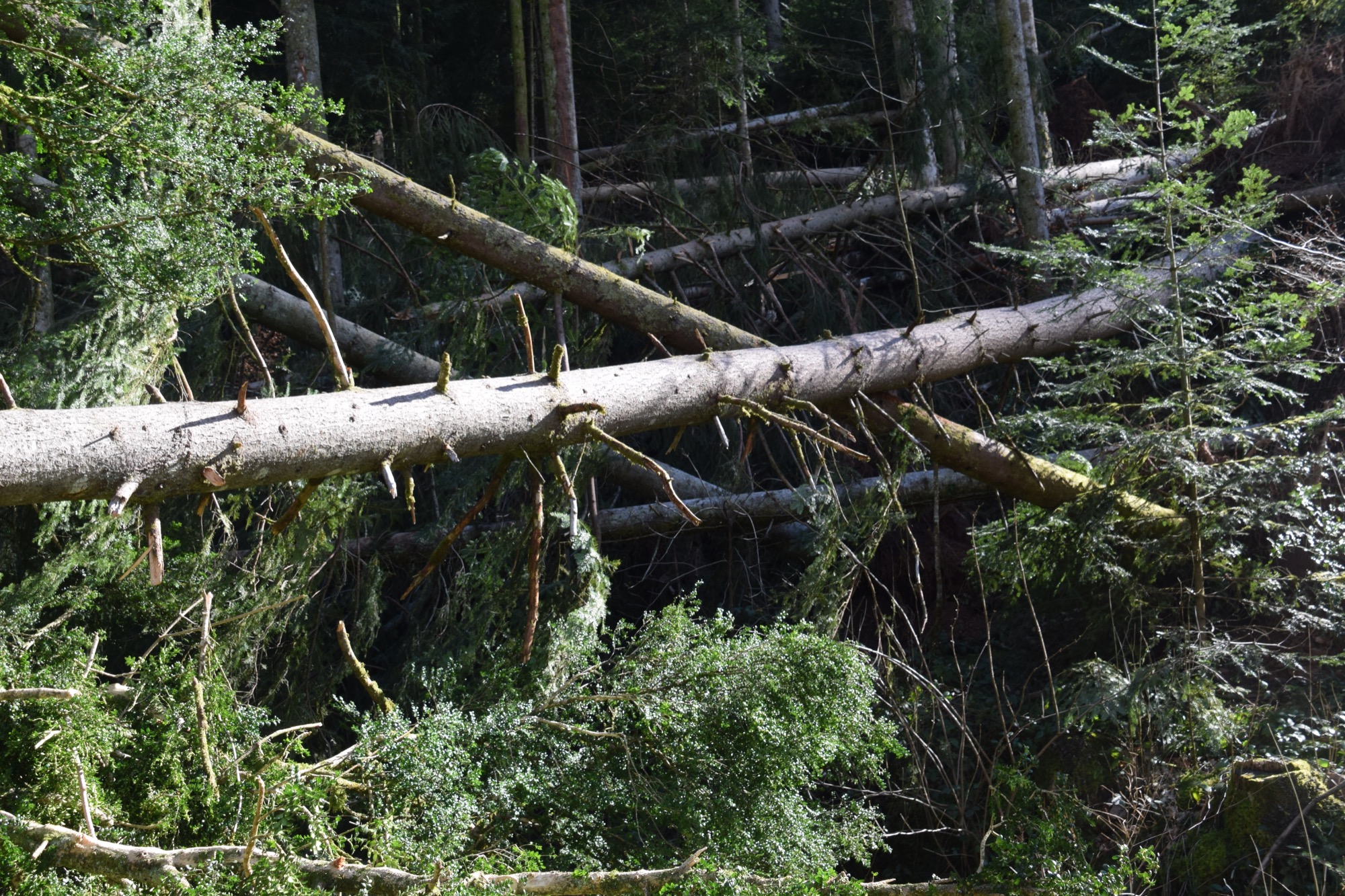 2020-3-2-NO-hv-Sturmschäden-DSC_0529