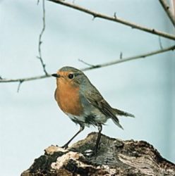 Vogelstimmen erkennen lernen