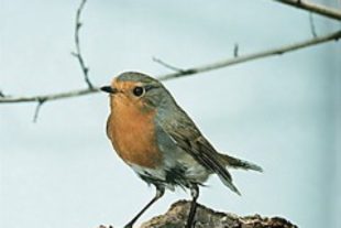 2020-3-23-OG-Bund-Öko-Tipp-Rotkehlchen