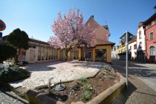 Nur der Frühling  war zu Gast