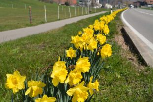 2020-3-27-NO-hps-Talstraße Osterglocken-DSC_4602 2