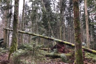 2020-3-30-OH-Hans Lehmann- Waldzustand IMG_0026