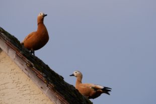 2020-3-30-ZE-UE-Huber-Geschrei im Dorf-Vögel-P1030768