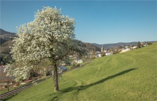 Frühlingszauber liegt in der Luft
