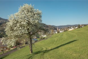 2020-4-24-OH-Robert Schwendemann-Frühling Oberharmersbach-5E0A4882