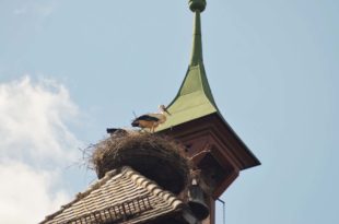 Ein Schwabe auf dem Rathaus