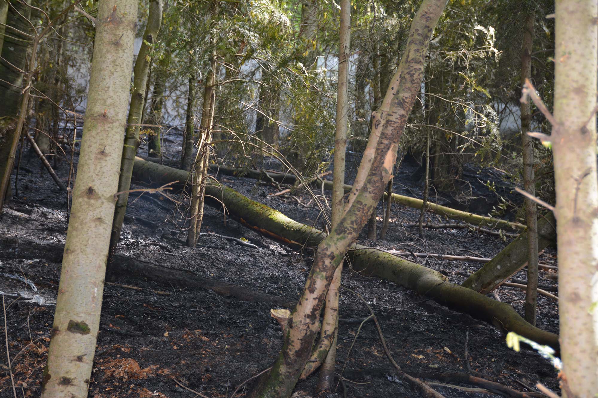 2020-4-27-BI-hps-Biberach Waldbrand-DSC_4960 2