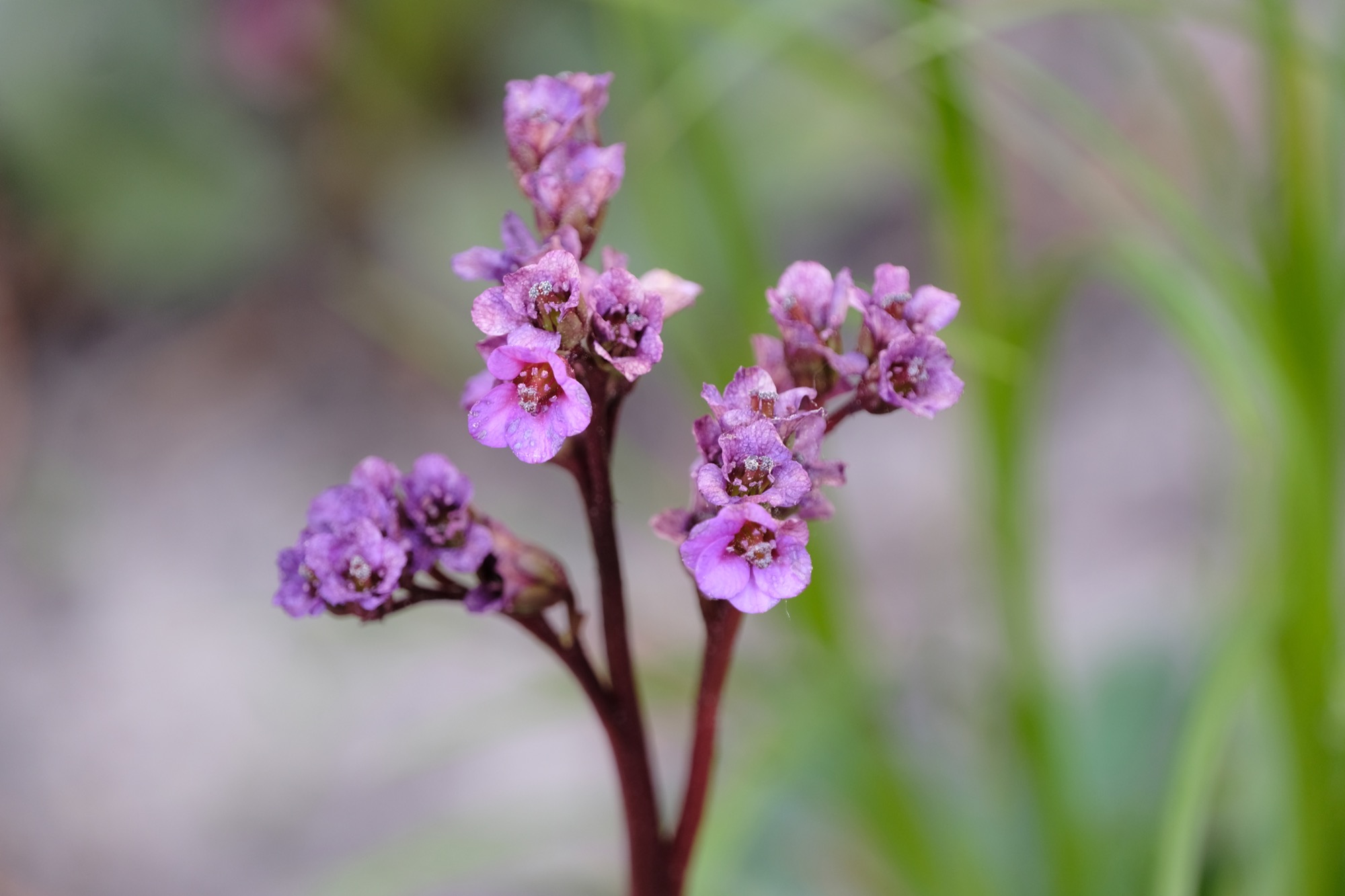 2020-4-28-ZE-vo- Gartenpflanzen Bergenie DSCF3940