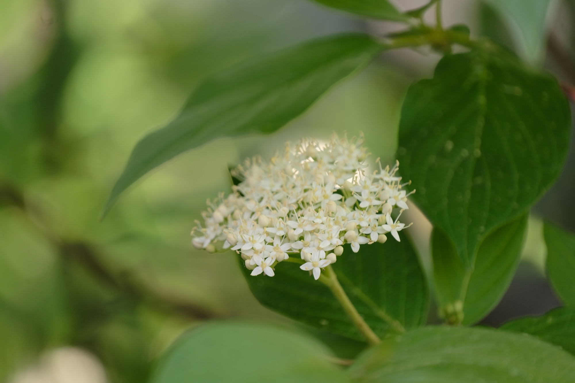 2020-4-28-ZE-vo- Gartenpflanzen Hartriegel DSCF3937