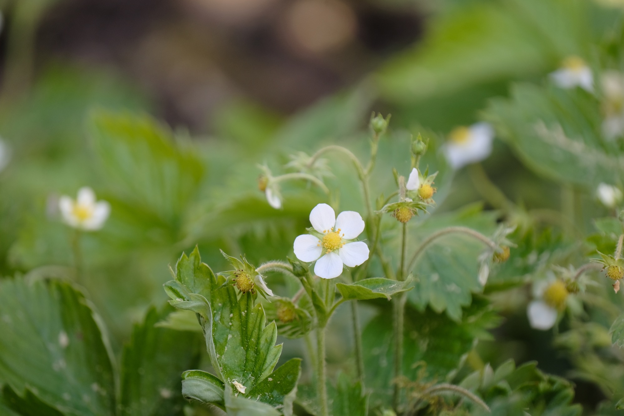 2020-4-28-ZE-vo- Gartenpflanzen Walderdbeere DSCF3936