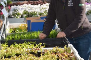 2020-4-3-HA-Haslach-hps-Gartencenter Göppert-DSC_4649 2