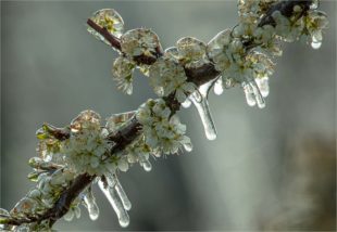 Eisiger Frühling – Schutz der Obst­anlagen sorgt für faszinierende Bilder