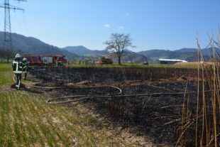 2020-4-6-ZE-UE-hps-Flächenbrand Chinaschilf-DSC_4692 2