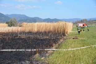 2020-4-6-ZE-UE-hps-Flächenbrand Chinaschilf-DSC_4702 2