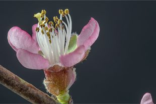 2020-4-7-Robert Schwendemann-Frühlingsbilder-Mandelblüte