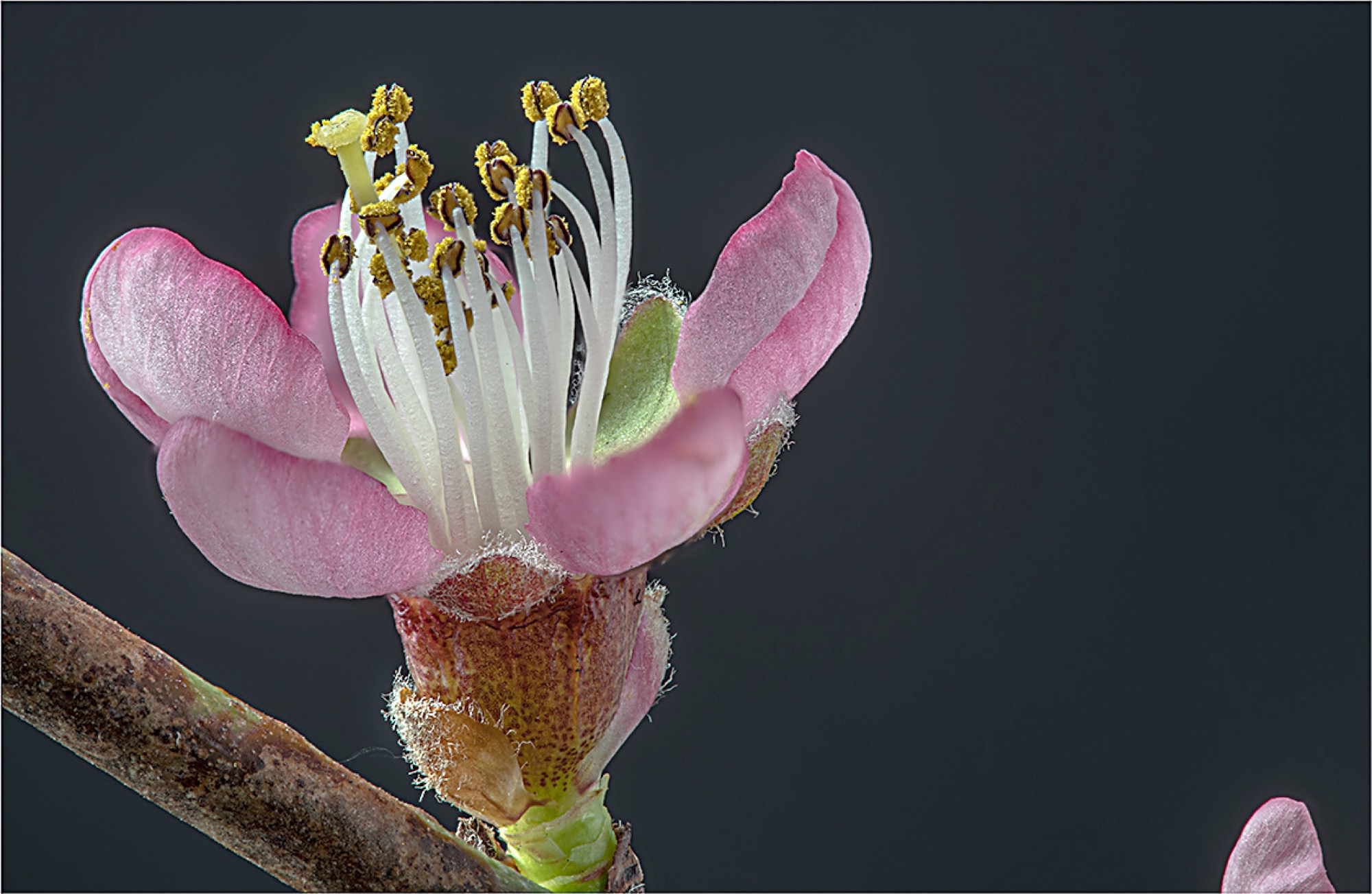 2020-4-7-Robert Schwendemann-Frühlingsbilder-Mandelblüte