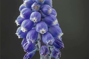 2020-4-7-Robert Schwendemann-Frühlingsbilder-Traubenhyazinthe