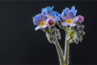 2020-4-7-Robert Schwendemann-Frühlingsbilder-Vergissmeinicht...