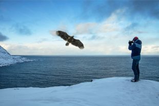 2020-4-9-OH-Robert Schwendemann- Norwegen Evi mit Seeadler