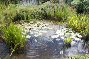 2020-5-29-WetterOnline-Garten 20200227_PM_WetterOn~wandel_Garten02