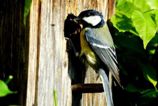 2020-5-6-BI-Helmut Krannich-Meisen-Bild (1)