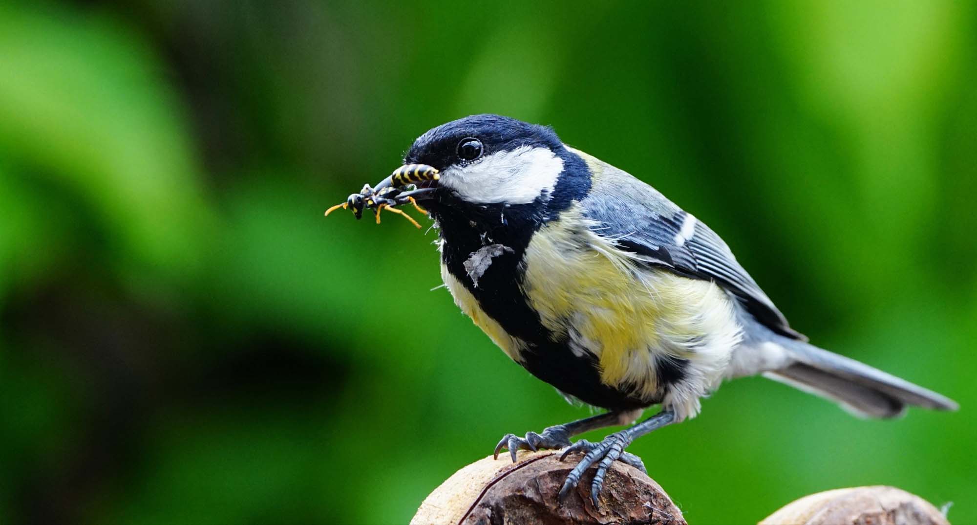 2020-5-6-BI-Helmut Krannich-Meisen-Bild (10)