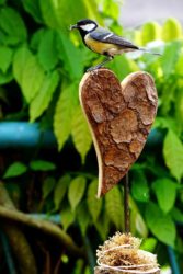 Die Meisen brüten wieder