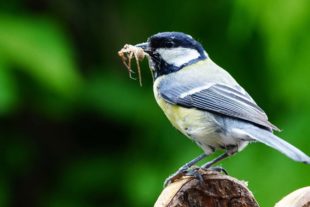 2020-5-6-BI-Helmut Krannich-Meisen-Bild (7)