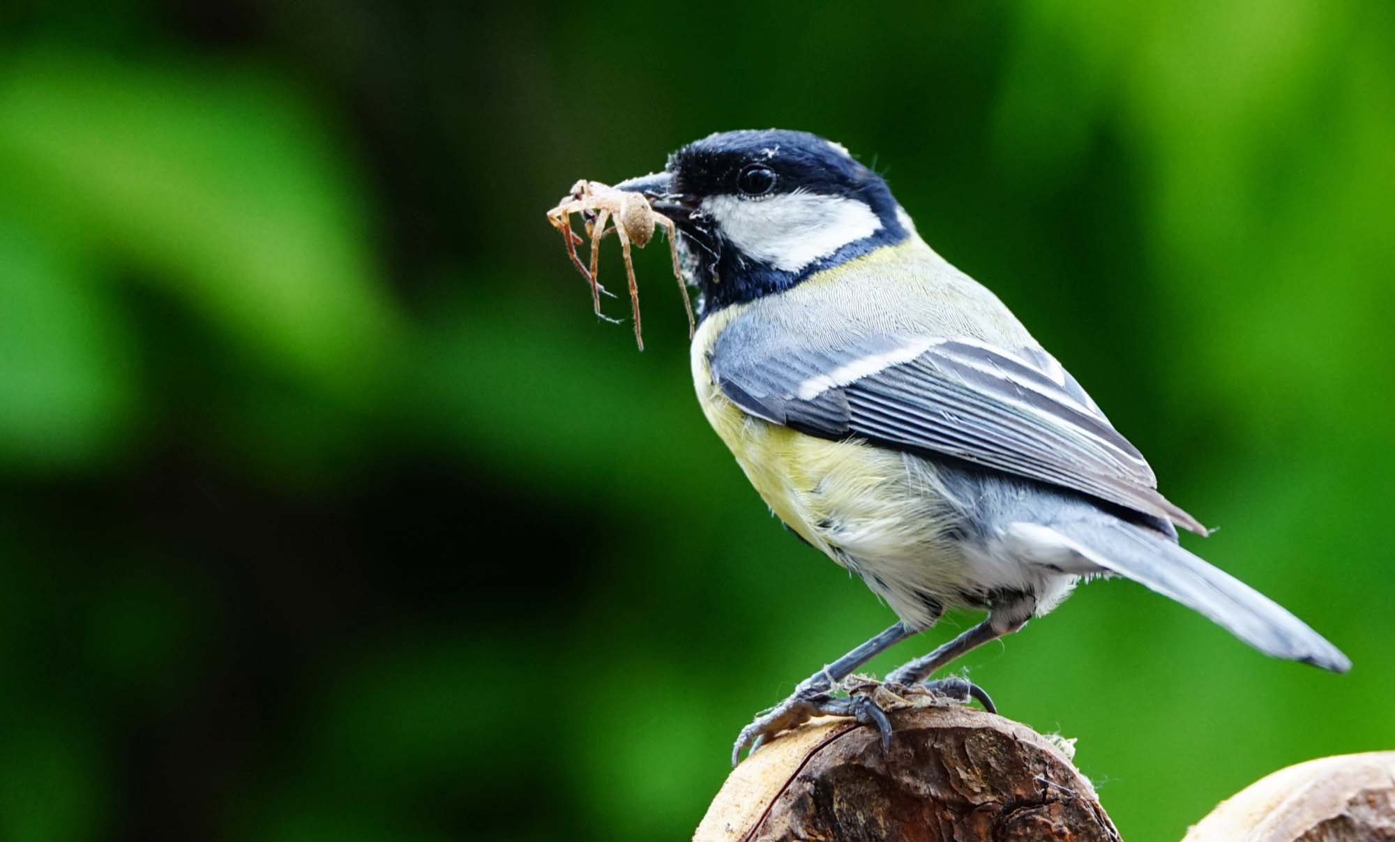 2020-5-6-BI-Helmut Krannich-Meisen-Bild (7)