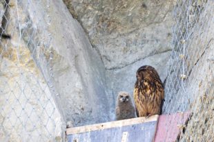 2020-5-6-BI-Helmut Krannich-Uhus-DSC01291