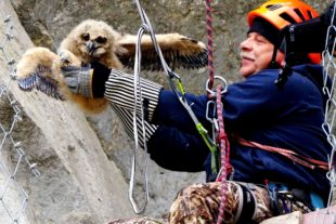 2020-5-6-BI-Helmut Krannich-Uhus-DSC01291 Bild (2)