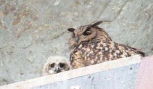 Nachwuchs bei den lautlosen Jägern