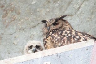 2020-5-6-BI-Tim Büdel-Uhus-image0