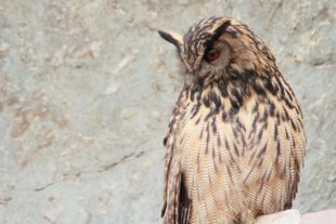 2020-5-6-BI-Tim Büdel-Uhus-image1