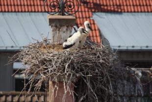 2020-6-2-ZE-Ulrich Spitzmüller-Storchenkinderstube im Städtle-IMG_8329-001