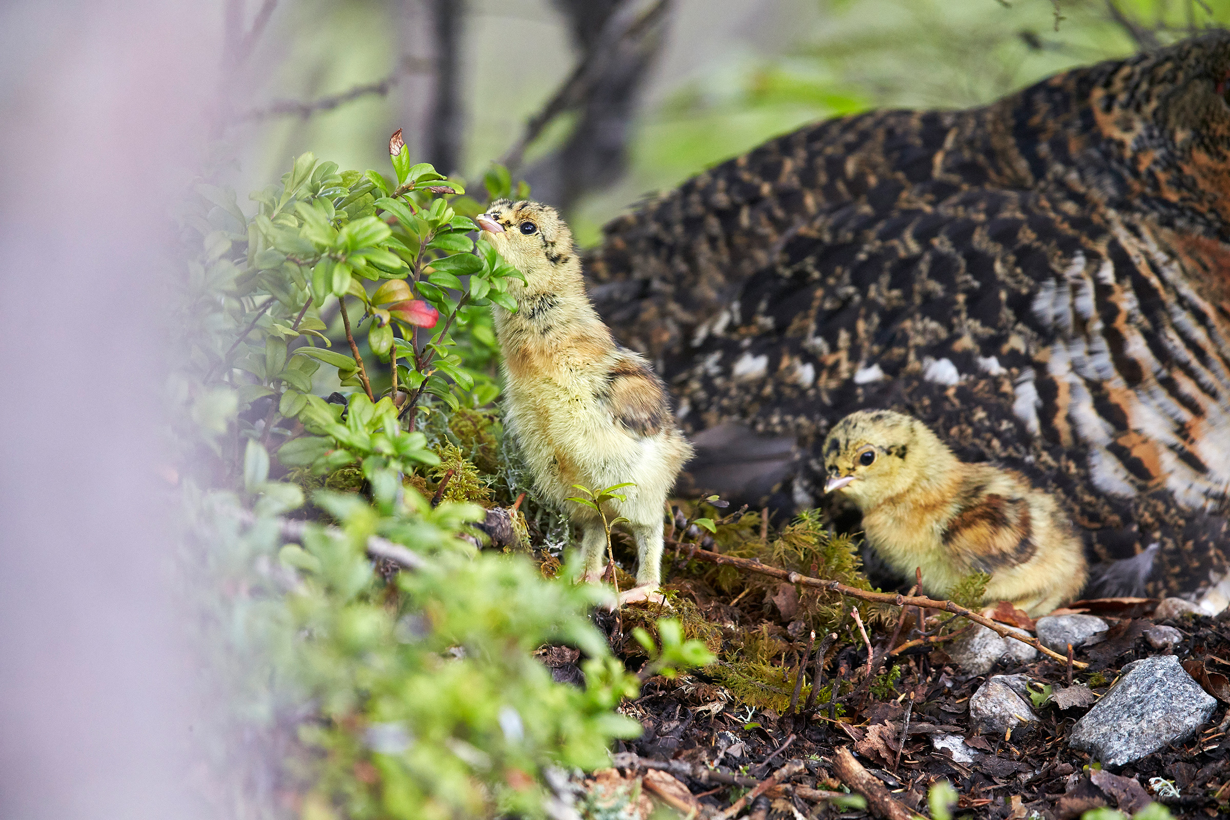 Capercaillie chicks (Tetrao tetrix)  Kuhmo Finland June 2015