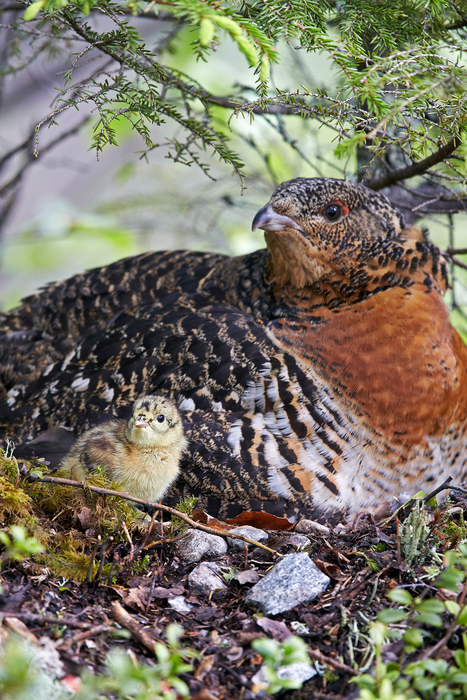 Capercaillie female with chick (Tetrao urogallus) Kuhmo Finland June 2015