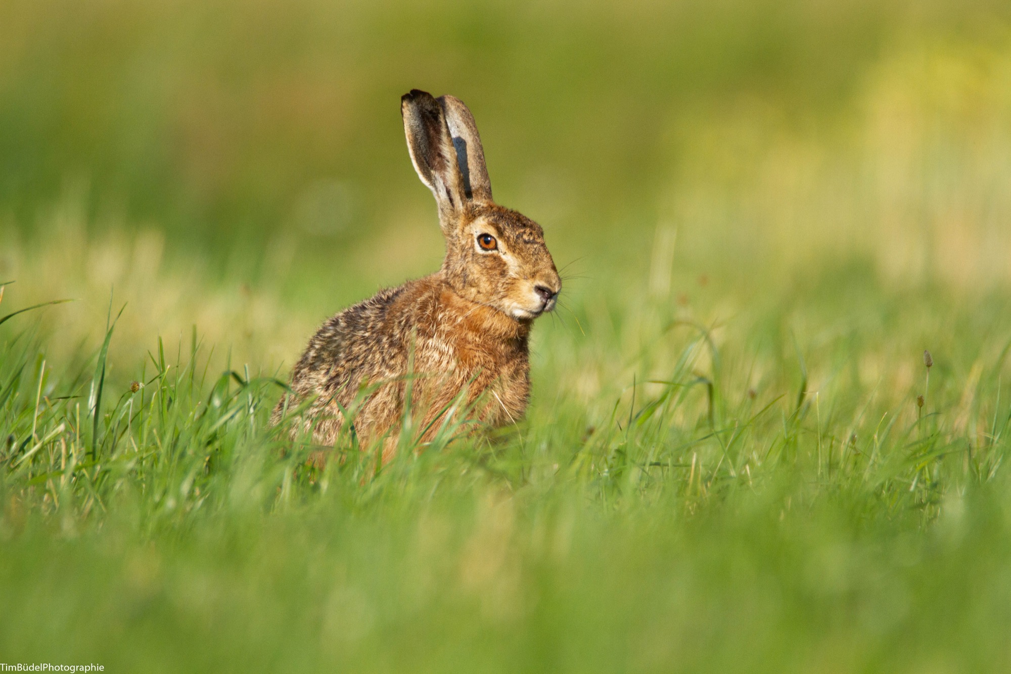 2020-6-8-BI-Tim Büdel- Feldhase IMG_3414