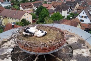 2020-6-8-BI-vo- Mercier- Störche Biberach Rietschekamin IMG_20200605_144206480