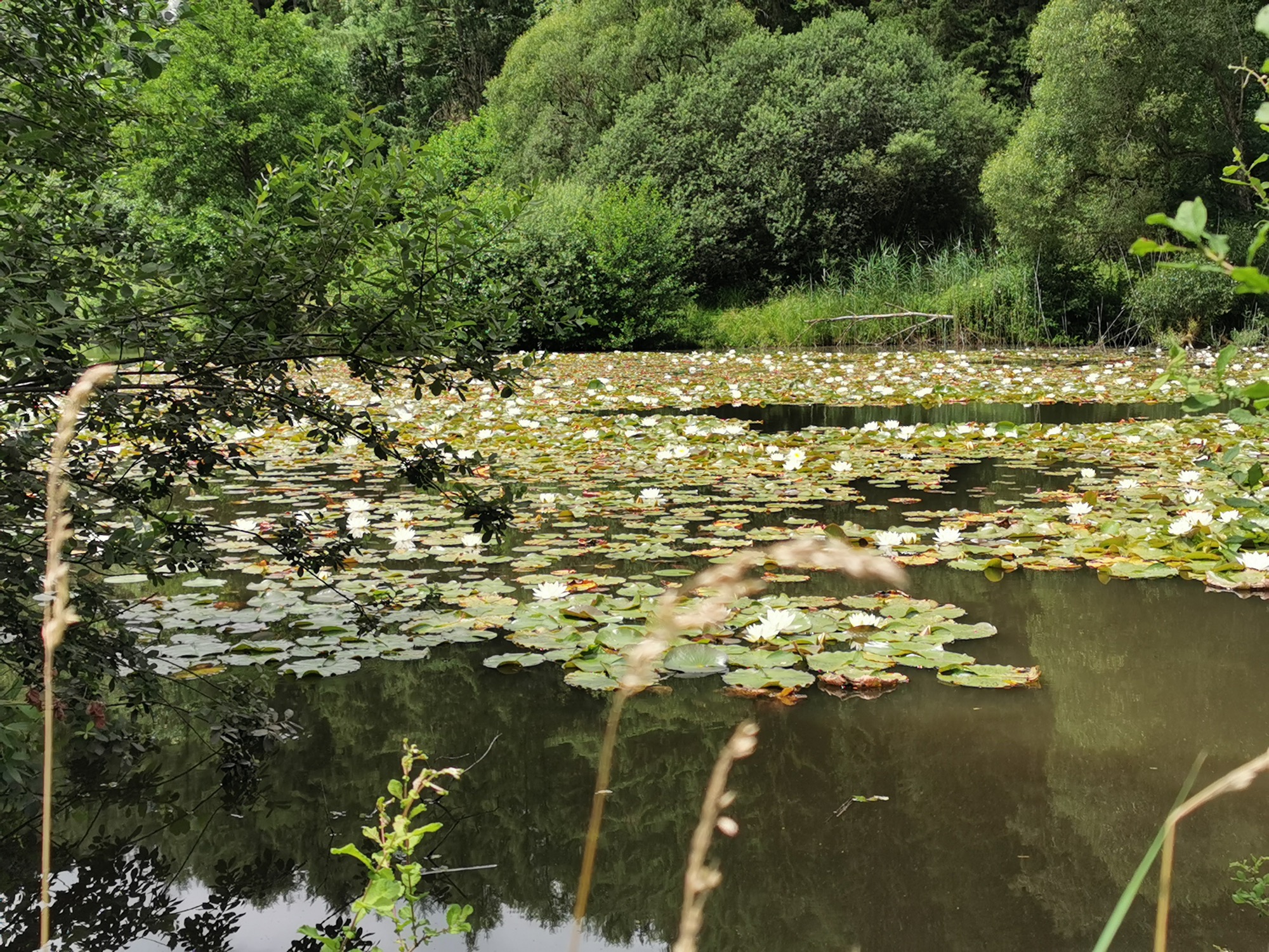 2020-7-10-ZE-UH-ibr-WuF-Flößerpfad-IMG_20200705_130623