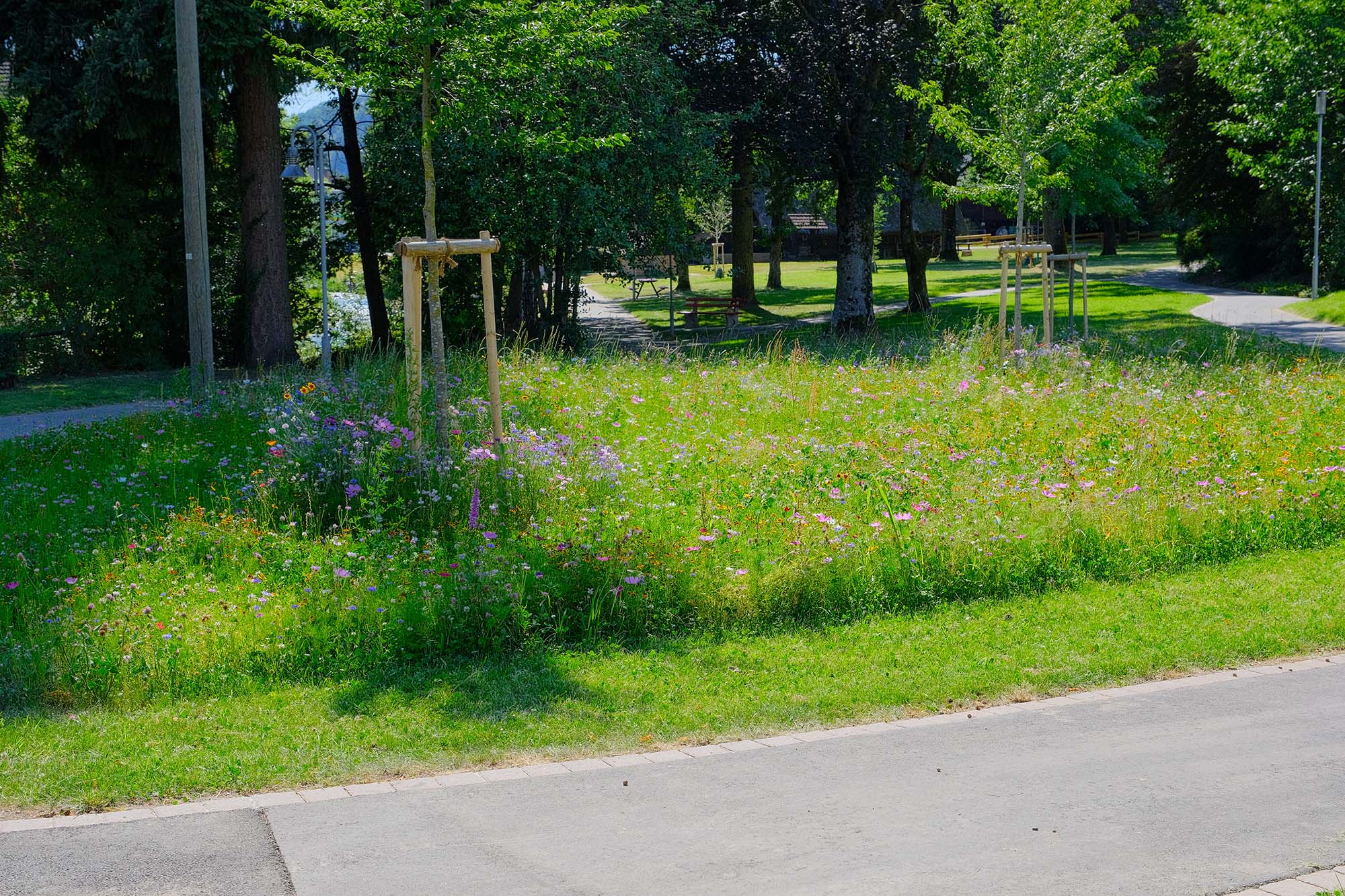 2020-7-13-ZE-UH-vo- Kurpark Blumenwiese DSCF3592