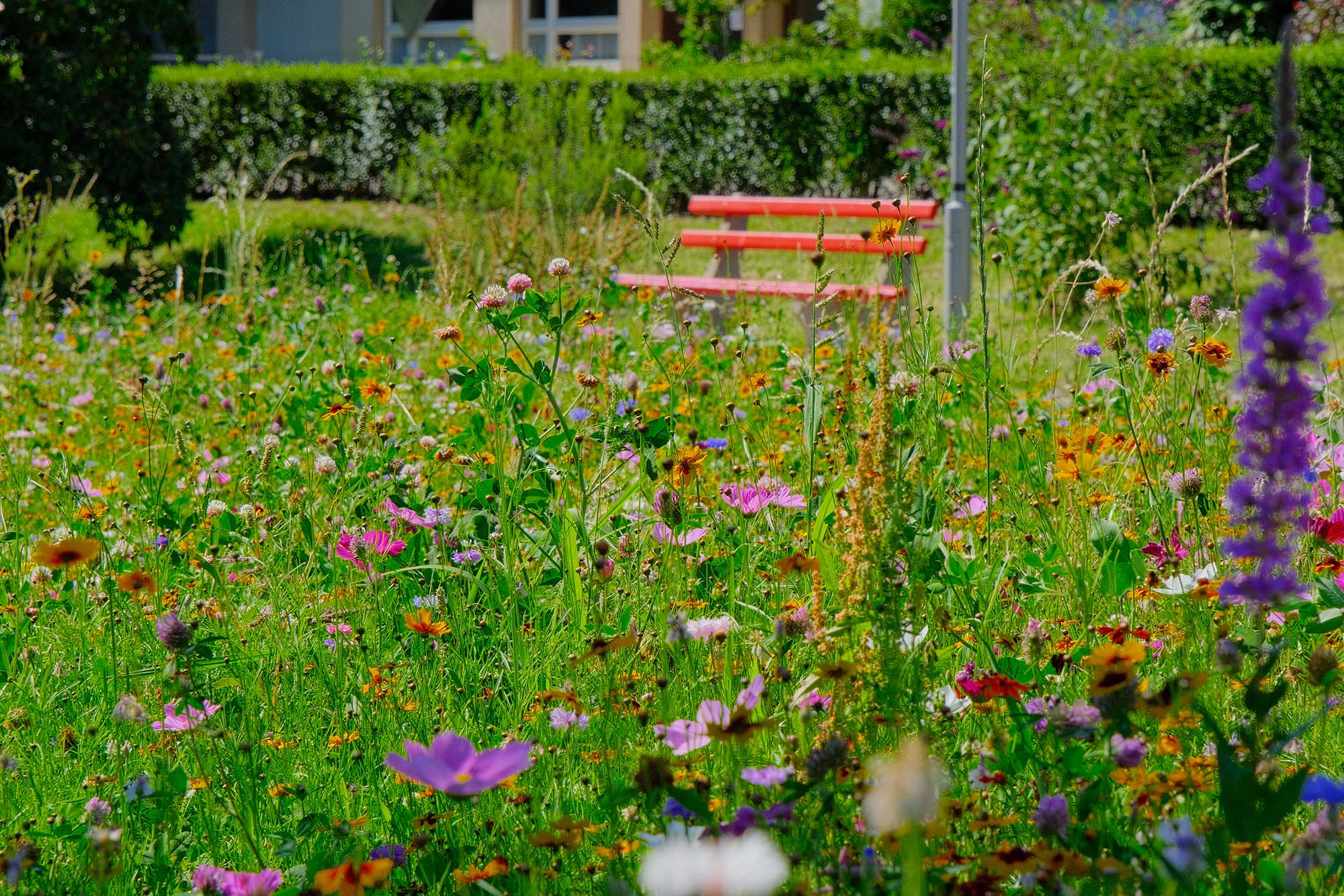 2020-7-13-ZE-UH-vo- Kurpark Blumenwiese DSCF3596