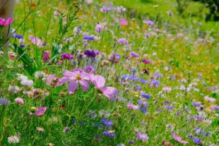 2020-7-13-ZE-UH-vo- Kurpark Blumenwiese DSCF3598