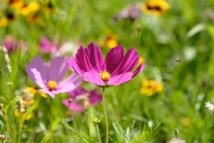 2020-7-13-ZE-UH-vo- Kurpark Blumenwiese DSCF4476