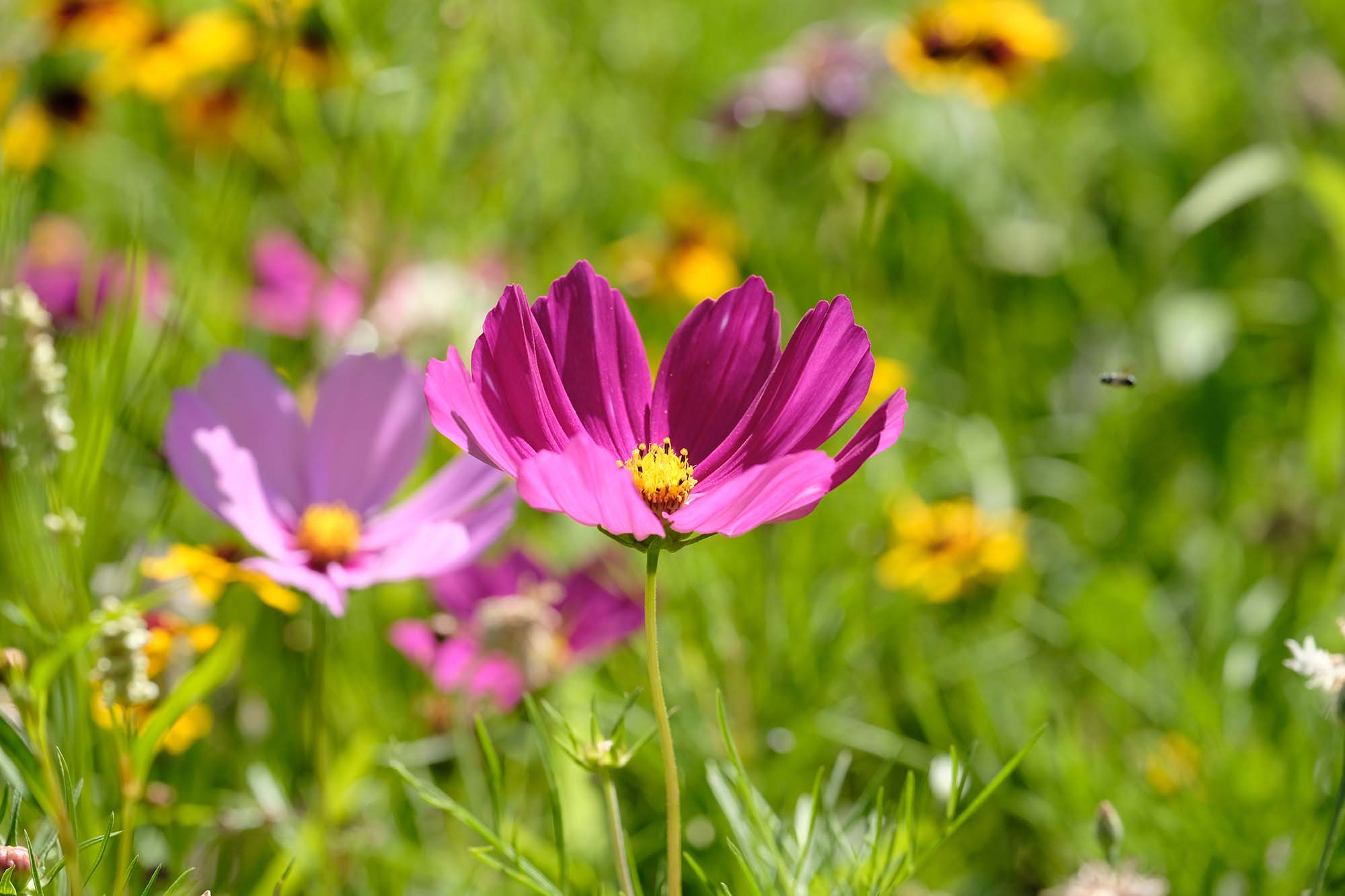 2020-7-13-ZE-UH-vo- Kurpark Blumenwiese DSCF4476